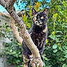 cat, tortoiseshell_cat, tree, branch, outdoor, nature, greenery, animal, pet, feline, eyes, fur, alert, wildlife, balance, closeup, portrait, background_blur, sunlight, daylight