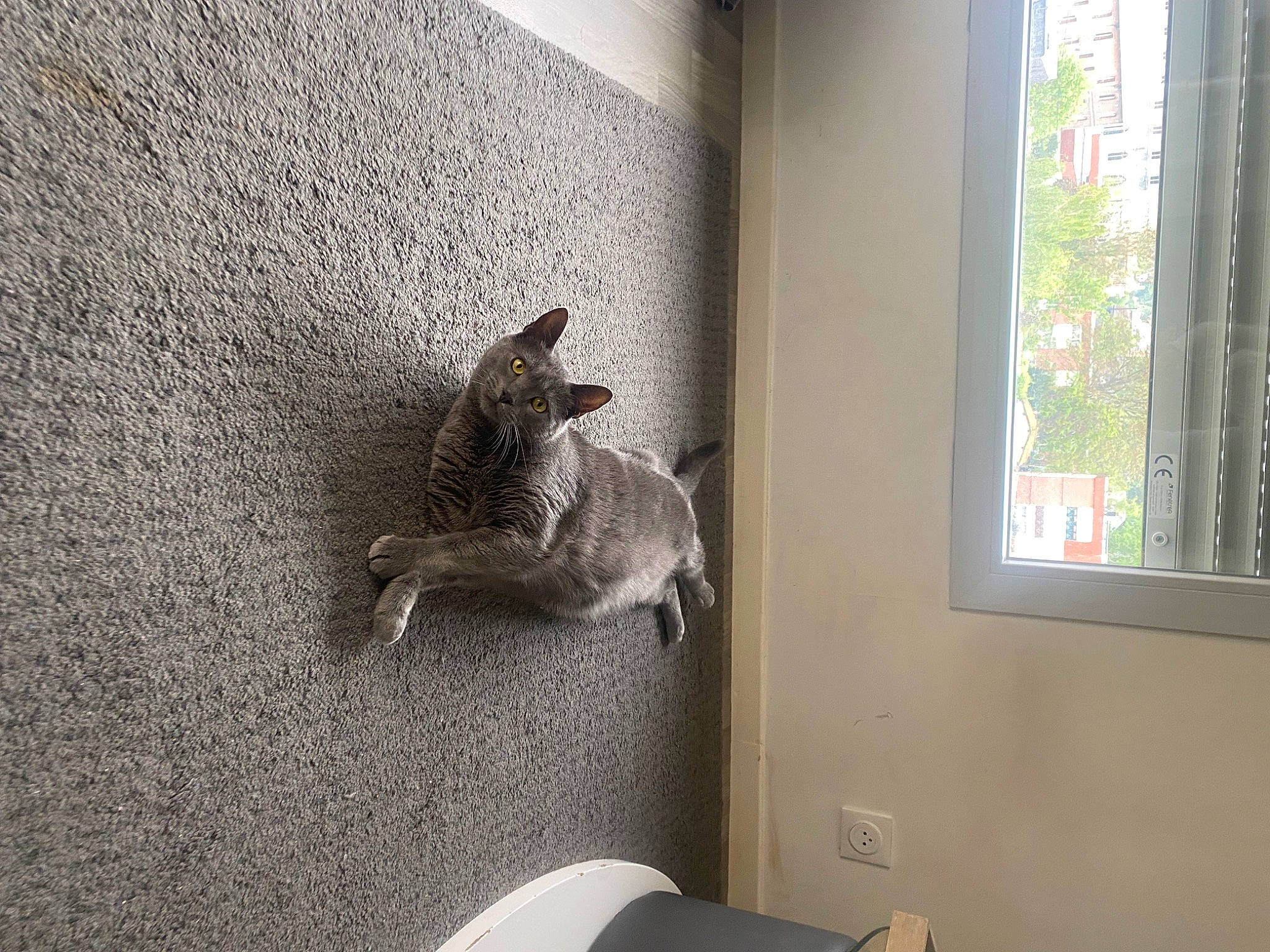 Haze participe au concours pour gagner de l'argent avec cette photo : carnivore, cat, comfort, domestic_short_haired_cat, felidae, floor, flooring, fur, grey, hardwood, house, plant, room, sash_window, small_to_medium_sized_cats, tail, tree, whiskers, window, wood