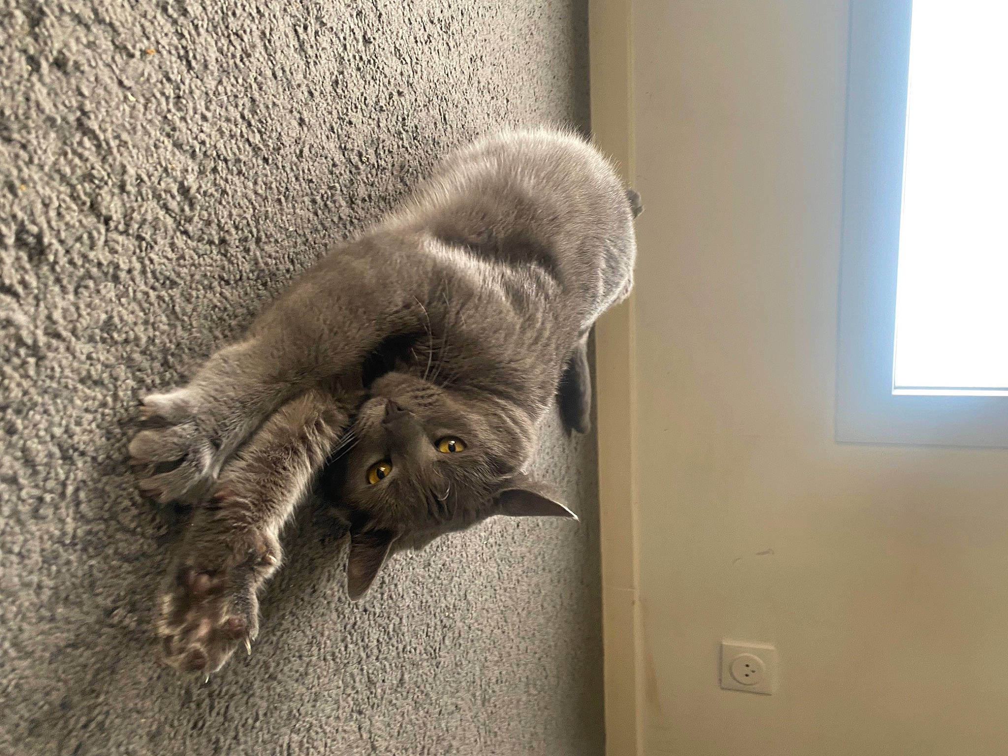 Haze participe au concours pour gagner de l'argent avec cette photo : canidae, carnivore, cat, claw, domestic_short_haired_cat, door, fawn, felidae, flooring, fur, grey, paw, small_to_medium_sized_cats, snout, tail, terrestrial_animal, whiskers, wildlife, window, wood