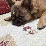 Jazz a rejoint le concours — aidez-le/la à gagner de superbes lots ! dog, indoor, quilt, pattern, ears, face, pet, animal, fur, lying_down, table, chair, clothing, home, background, closeup, resting, canine, brown, cute