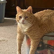 Doc is registered to the contest to win money with this photo: cat, orange_tabby, white_markings, feline, pet, indoor, carpet, plastic_bin, blankets, knitted, relaxed, lounging, front_legs, wooden_cabinet, home, cozy, animal, fur, domestic_cat, resting