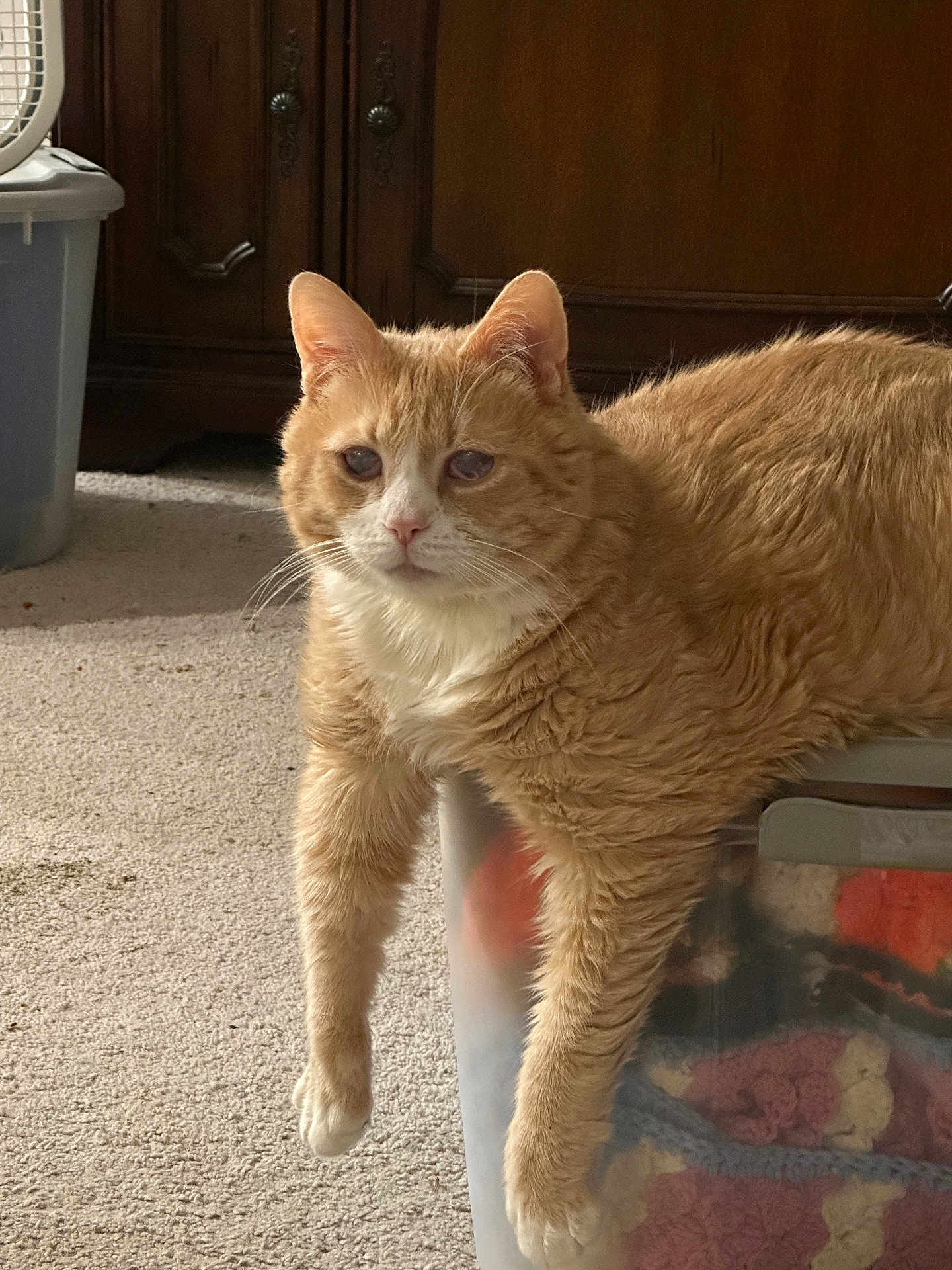 Doc is registered to the contest to win money with this photo: cat, orange_tabby, white_markings, feline, pet, indoor, carpet, plastic_bin, blankets, knitted, relaxed, lounging, front_legs, wooden_cabinet, home, cozy, animal, fur, domestic_cat, resting
