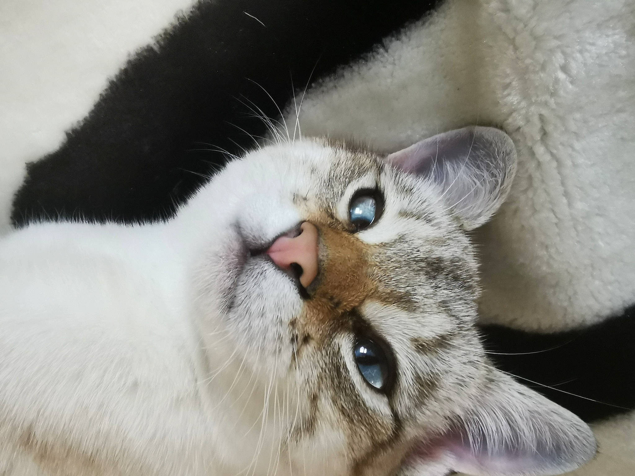 Corona a rejoint le concours — aidez-le/la à gagner de superbes lots ! carnivore, cat, cat_supply, claw, comfort, domestic_short_haired_cat, eye, fang, felidae, fur, jaw, paw, small_to_medium_sized_cats, snout, terrestrial_animal, whiskers