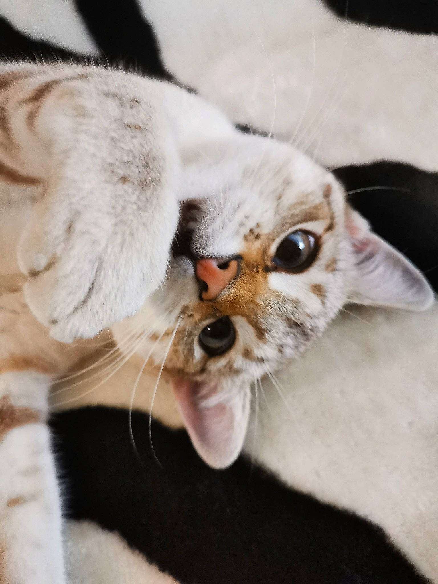 Corona participe au concours pour gagner de l'argent avec cette photo : canidae, carnivore, cat, claw, collar, comfort, companion_dog, dog_breed, domestic_short_haired_cat, ear, fang, fawn, felidae, fur, gesture, paw, small_to_medium_sized_cats, snout, tail, whiskers