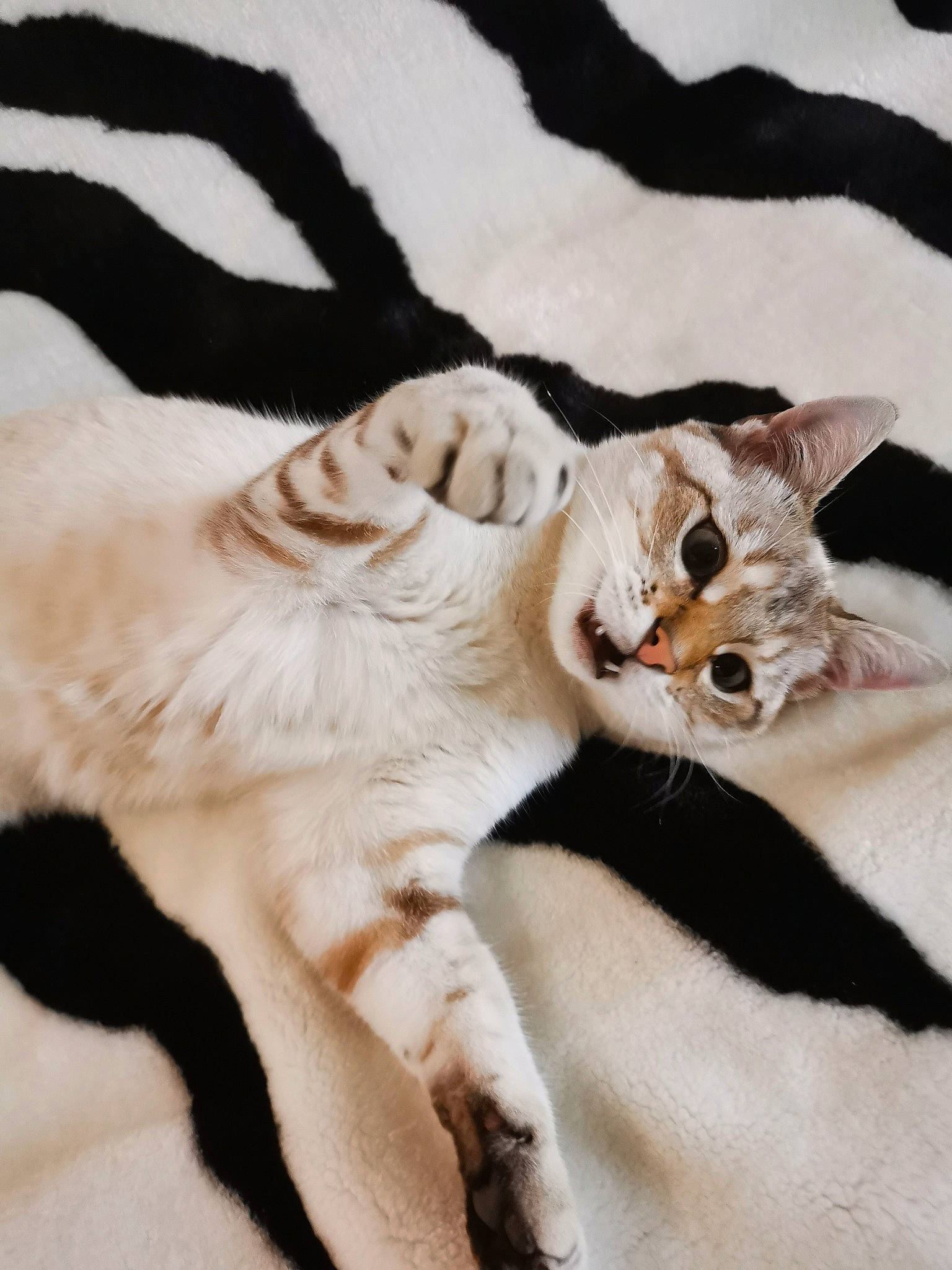 Corona participe au concours pour gagner de l'argent avec cette photo : bed, carnivore, cat, claw, comfort, domestic_short_haired_cat, eye, fawn, felidae, foot, fur, gesture, nap, paw, small_to_medium_sized_cats, tail, toe, tree, whiskers, window