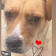 Naya a rejoint le concours — aidez-le/la à gagner de superbes lots ! affection, animal, cartoon_hand, close_up, cute, dog, drawing, ears, expression, face, finger_heart, floor, heart, illustration, indoor, love, nose, pet, portrait, tan_dog
