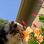Peaches joined the competition — help win amazing prizes! dog, merle_coat, flower, daylily, orange_flower, red_flower, green_leaves, outdoor, sky, blue_sky, sunlight, house_siding, pet, curious, nature, plant, garden, close_up, fluffy, animal