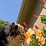 dog, merle_coat, flower, daylily, orange_flower, red_flower, green_leaves, outdoor, sky, blue_sky, sunlight, house_siding, pet, curious, nature, plant, garden, close_up, fluffy, animal