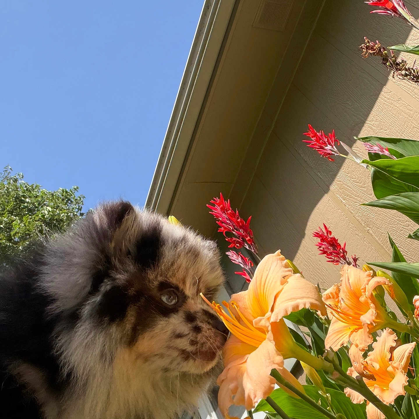 Peaches