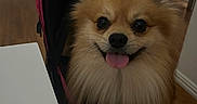 Oso is registered to the contest to win money with this photo: dog, small_dog, fluffy, pomeranian, pet, animal, tongue_out, happy, smiling, portrait, stroller, indoors, home, wood_floor, table, furniture, black_and_pink, fur, close_up, cute