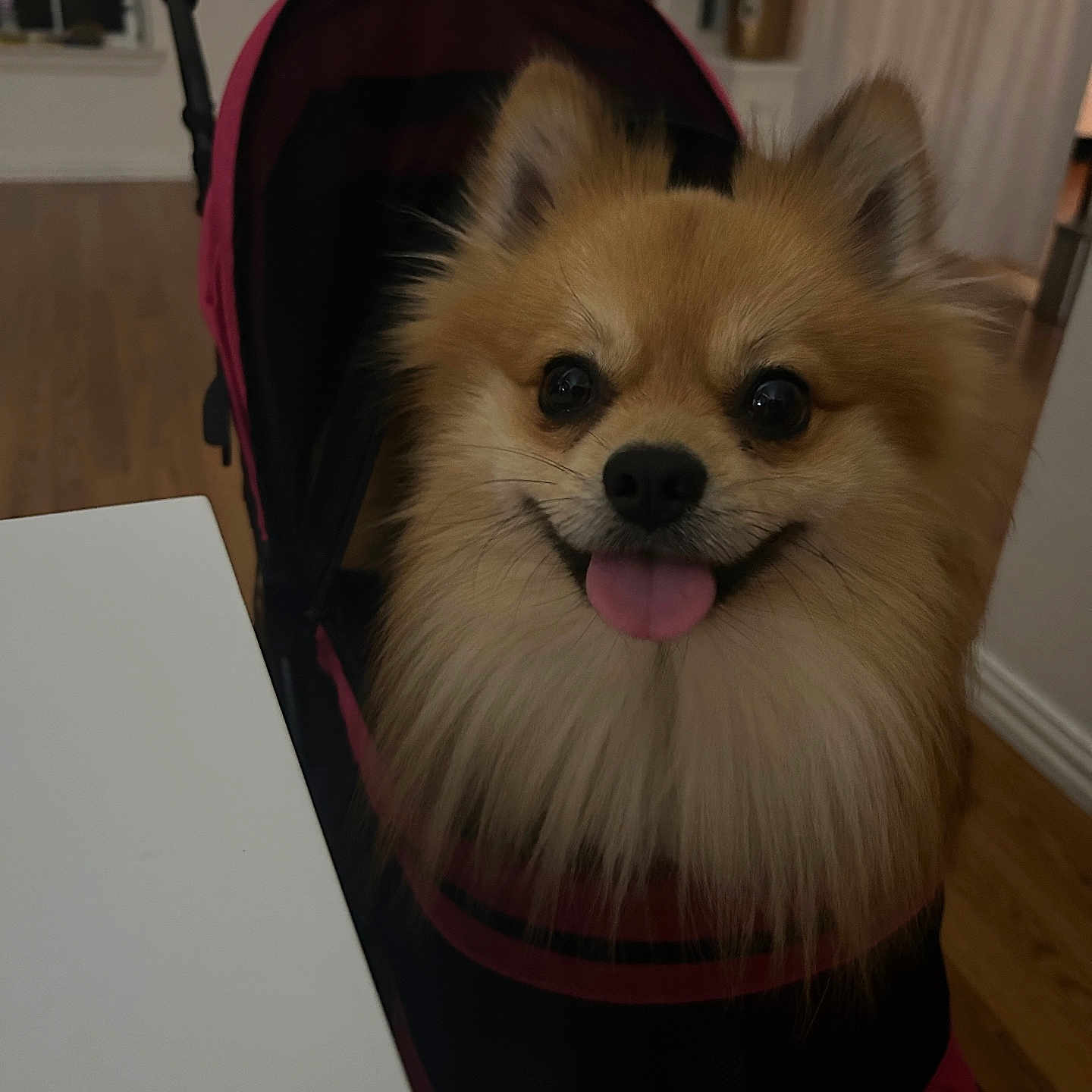 Oso is registered to the contest to win money with this photo: dog, small_dog, fluffy, pomeranian, pet, animal, tongue_out, happy, smiling, portrait, stroller, indoors, home, wood_floor, table, furniture, black_and_pink, fur, close_up, cute