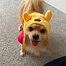 Oso joined the competition — help win amazing prizes! dog, pet, giraffe_costume, costume, yellow, fluffy, tongue, happy, portrait, close_up, indoors, carpet, home, playful, cute, animal, tail, ears, collar, photography