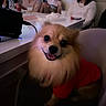 dog, puppy, fluffy, small_dog, golden_fur, red_outfit, open_mouth, smiling, tongue, portrait, close_up, indoor, restaurant, dinner, people, table, chair, party, blurry_background, cute