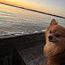 Oso is registered to the contest to win money with this photo: dog, small_dog, fluffy, brown_fur, pointy_ears, happy, smiling, boat, lake, water, sunset, sunrise, golden_hour, outdoors, travel, nature, landscape, reflection, shoreline, portrait