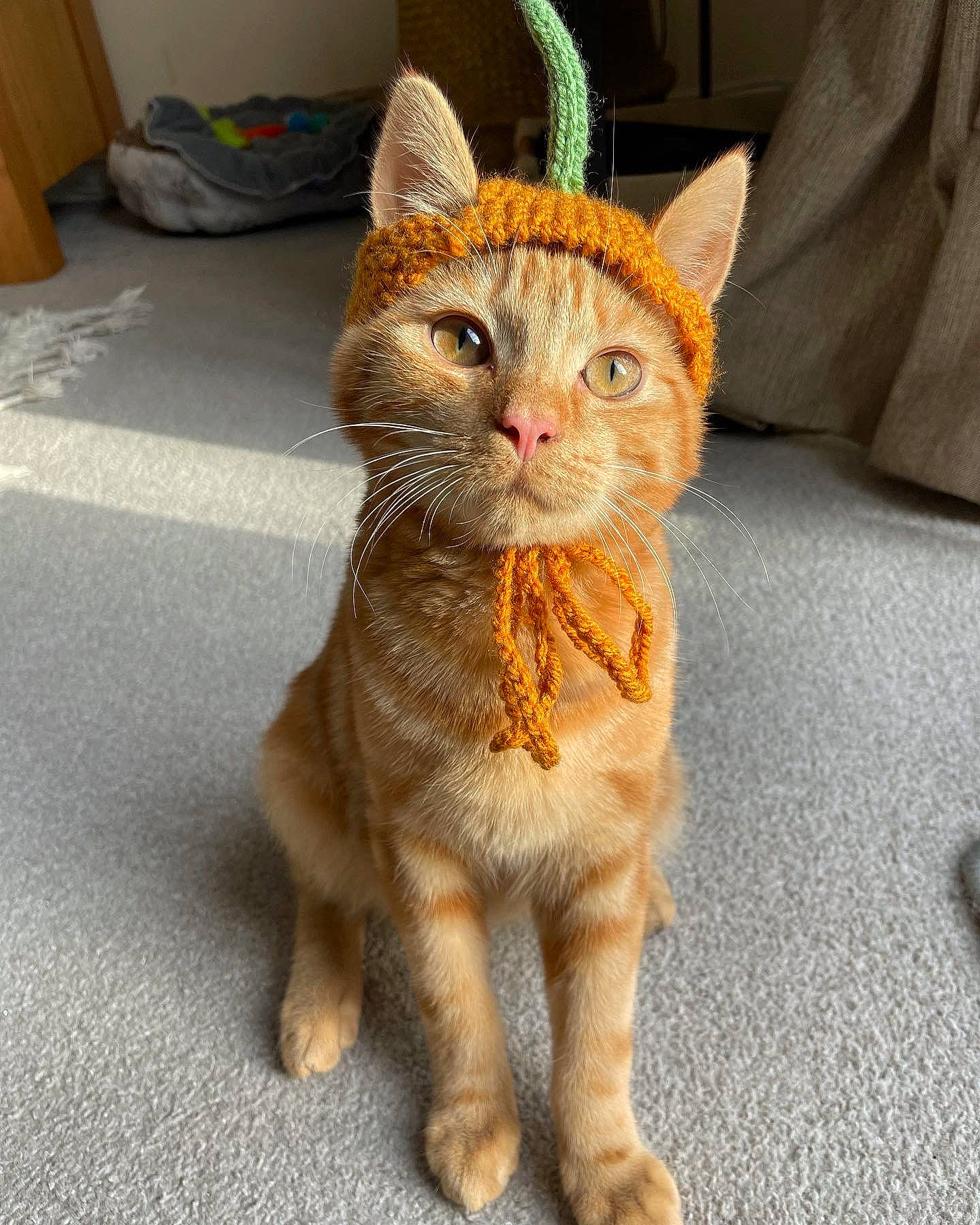 Elton joined the competition — help win amazing prizes! carnivore, cat, claw, domestic_short_haired_cat, eye, fawn, felidae, foot, fur, head, paw, peach, sitting, small_to_medium_sized_cats, snout, tail, terrestrial_animal, toy, whiskers, window