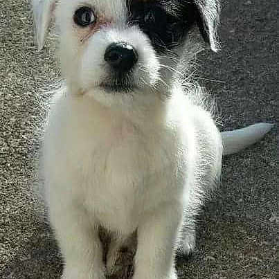 Willow