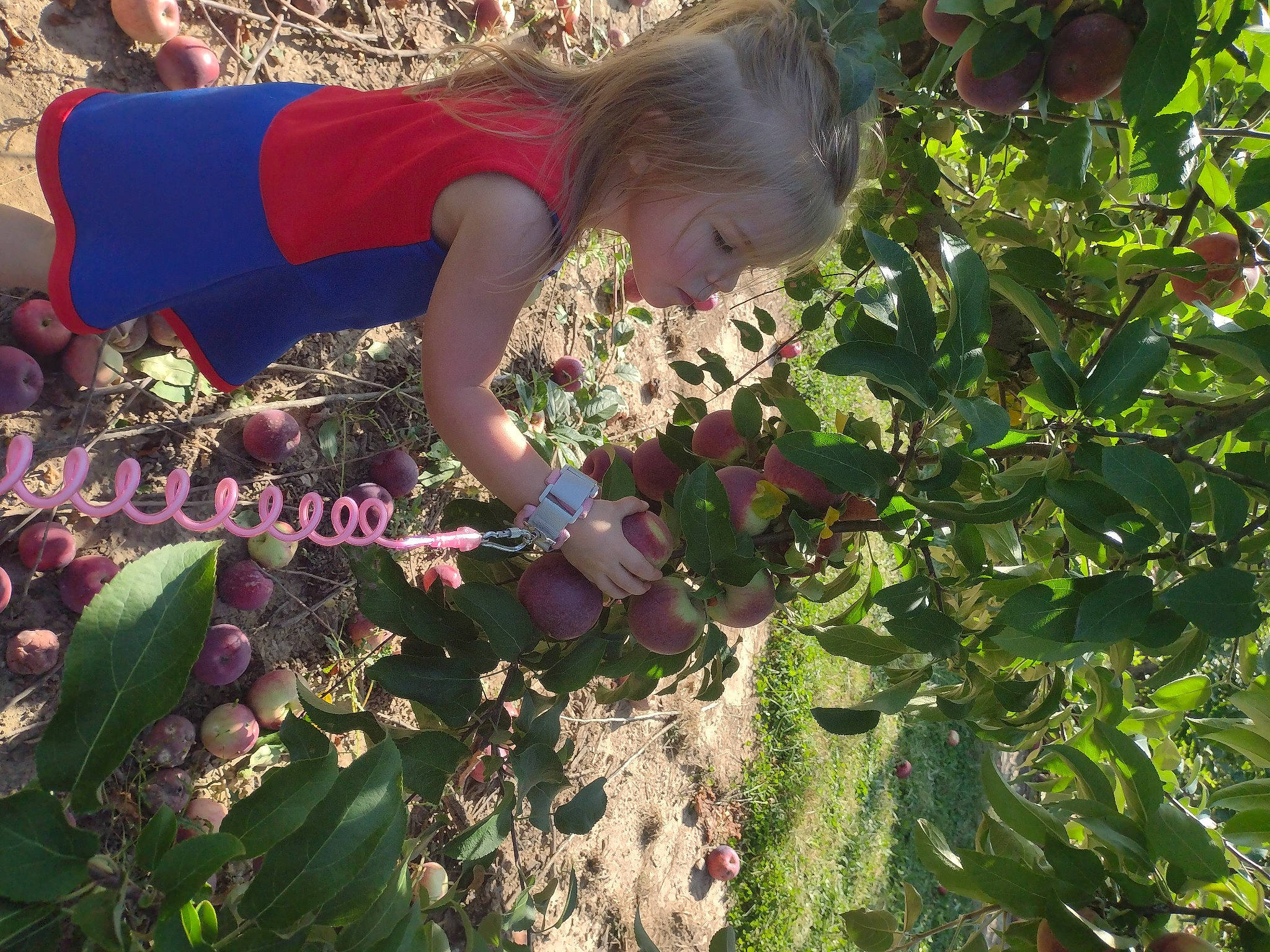Ruby is registered to the contest to win money with this photo: agriculture, annual_plant, farmer, farmworker, field, flower, flowering_plant, garden, gardening, grass, groundcover, herb, leaf_vegetable, people_in_nature, person, plant, plantation, shrub, soil, t_shirt