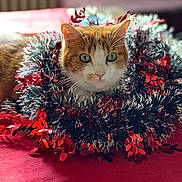 Mérida a rejoint le concours — aidez-le/la à gagner de superbes lots ! abyssinian, accessories, angora, animal, cat, couch, face, flower, flowerarrangement, furniture, grass, head, kitten, leaf, manx, person, pet, photography, plant, portrait