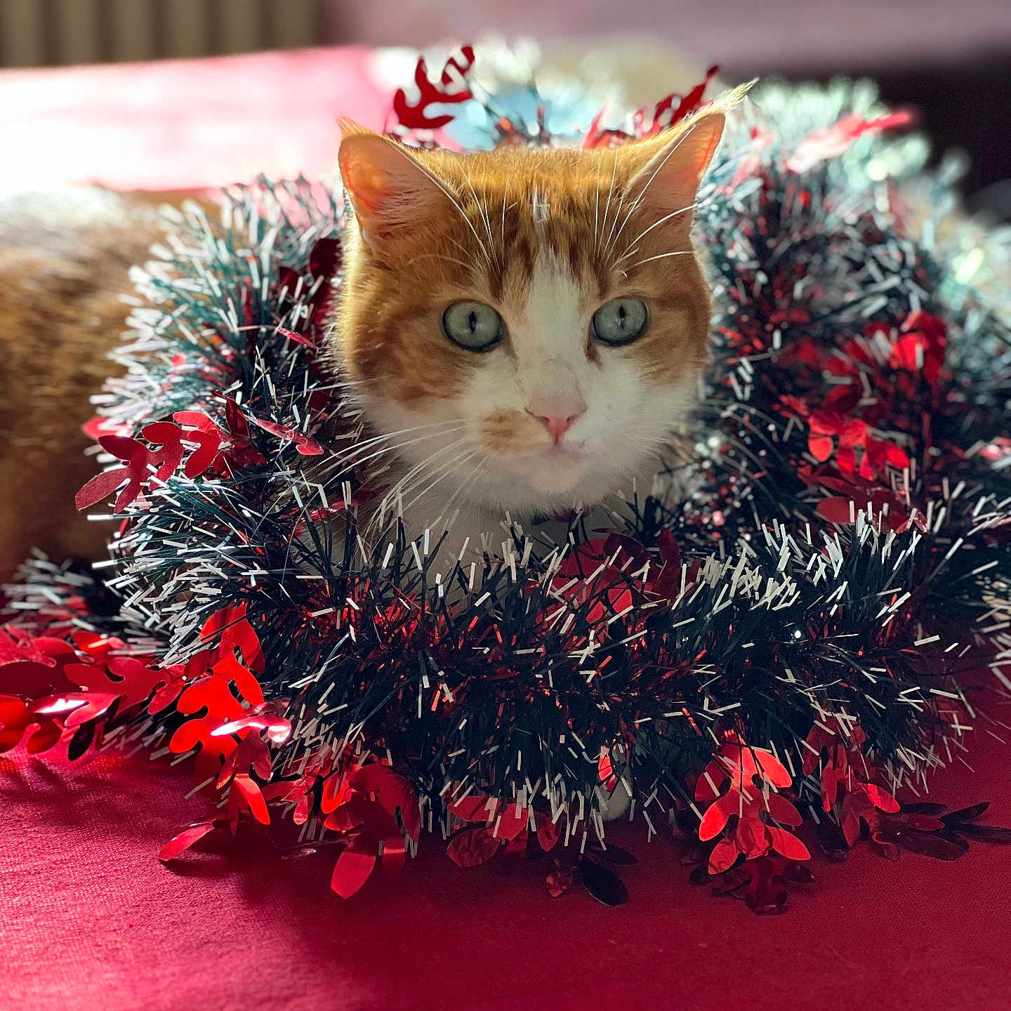 Mérida a rejoint le concours — aidez-le/la à gagner de superbes lots ! abyssinian, accessories, angora, animal, cat, couch, face, flower, flowerarrangement, furniture, grass, head, kitten, leaf, manx, person, pet, photography, plant, portrait