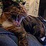 Nevada participe au concours pour gagner de l'argent avec cette photo : animal, cat, close_up, comfortable, couch, cozy, fur, furniture, home, indoor, mammal, mouth_open, paw, pet, relaxed, resting, sleepy, tortoiseshell, whiskers, yawning