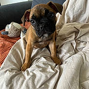 Vegas participe au concours pour gagner de l'argent avec cette photo : animal, black, blanket, brown, couch, cozy, curious, cute, dog, ears, fur, furniture, indoor, looking, nose, pet, plush_toy, puppy, sitting, young