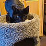 black_cat, cat, cat_tower, carpet, indoor, wooden_cabinets, curious, pet, feline, animal, wide_eyes, home, cozy, carpeted_surface, peering, kitchen, domestic, cute, alert, quiet