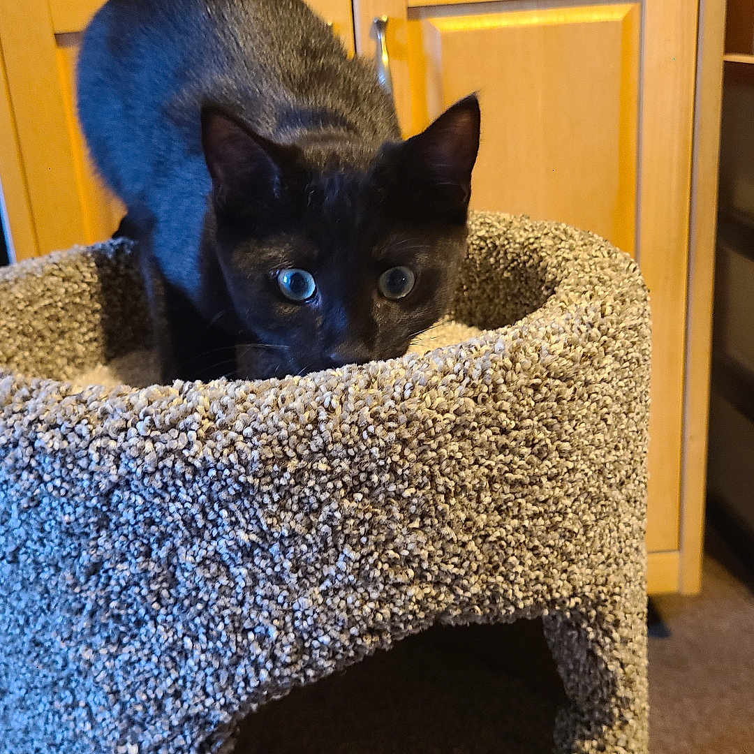 Maximus