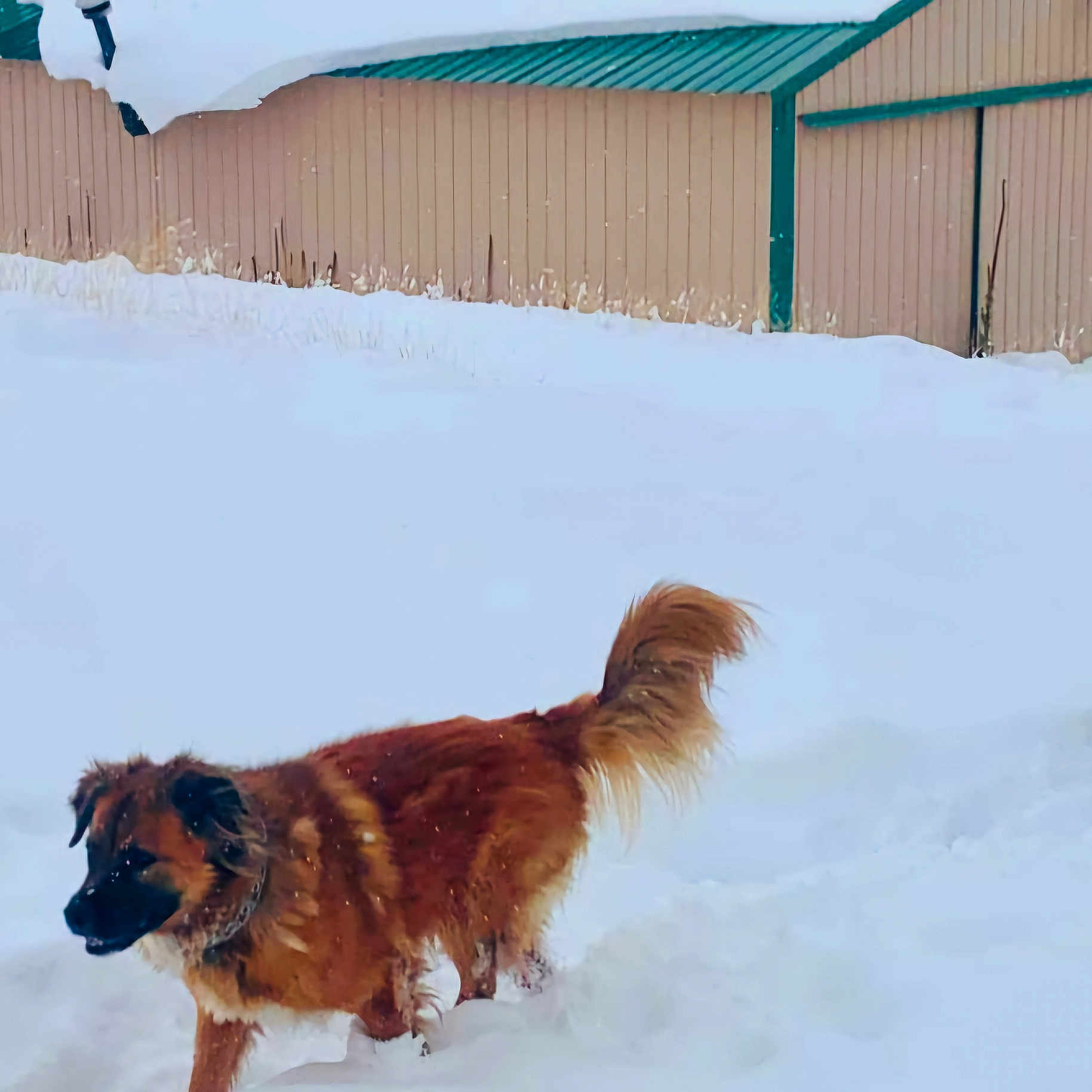 Hannah is registered to the contest to win money with this photo: animal, blizzard, canine, dog, germanshepherd, goldenretriever, indoors, interiordesign, nature, outdoors, person, pet, policedog, saintbernard, snow, snowballfight, storm, walkingdog, winter, yard