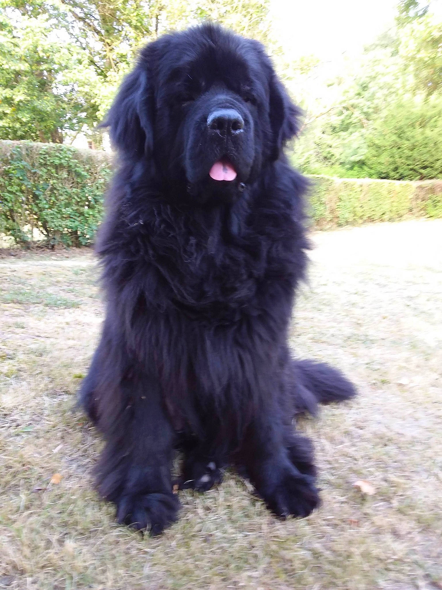 Lancelot a rejoint le concours — aidez-le/la à gagner de superbes lots ! asphalt, canidae, carnivore, caucasian_shepherd_dog, companion_dog, dog, dog_breed, fur, gaddi_kutta, giant_dog_breed, grass, herding_dog, liver, non_sporting_group, plant, road_surface, tibetan_mastiff, tree, working_animal, working_dog