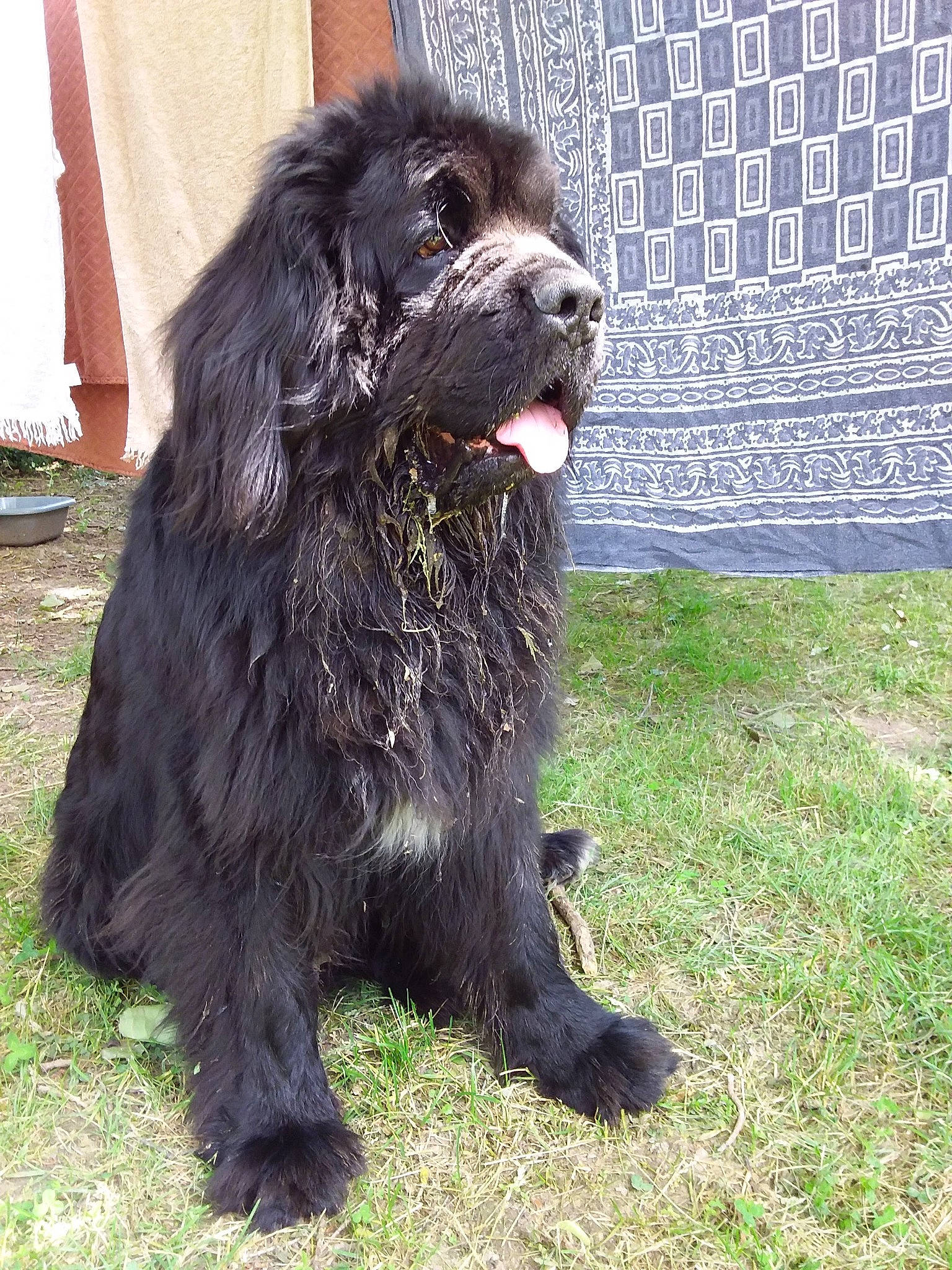 Lancelot participe au concours pour gagner de l'argent avec cette photo : canidae, carnivore, companion_dog, dog, dog_breed, fur, gaddi_kutta, giant_dog_breed, grass, liver, non_sporting_group, snout, sporting_group, terrestrial_animal, terrier, toy_dog, working_animal, working_dog