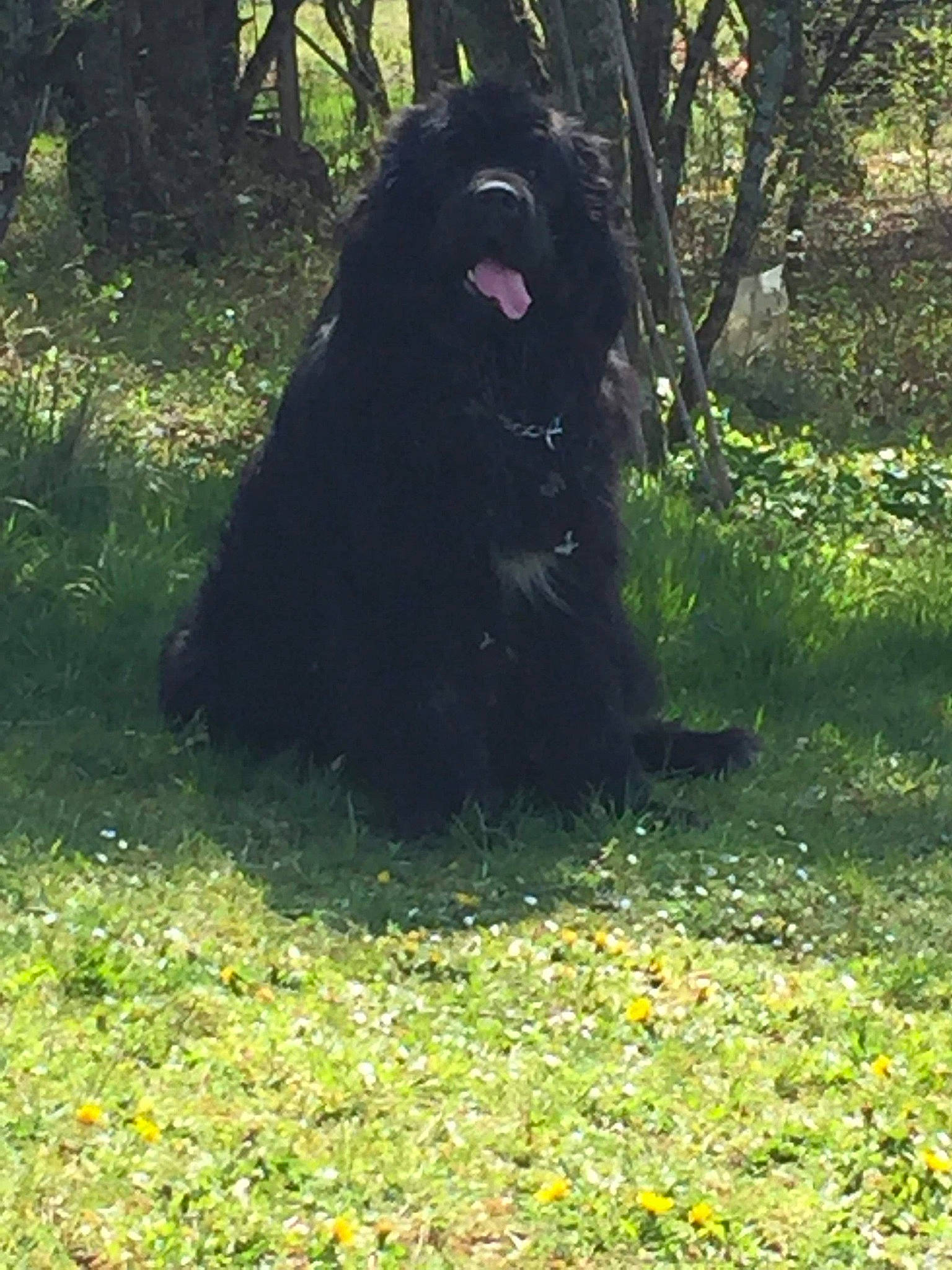 Lancelot a rejoint le concours — aidez-le/la à gagner de superbes lots ! bear, biome, canidae, carnivore, dog_breed, forest, grass, groundcover, jungle, landscape, plant, snout, sporting_group, terrestrial_animal, terrestrial_plant, tints_and_shades, tree, trunk, wildlife, working_animal