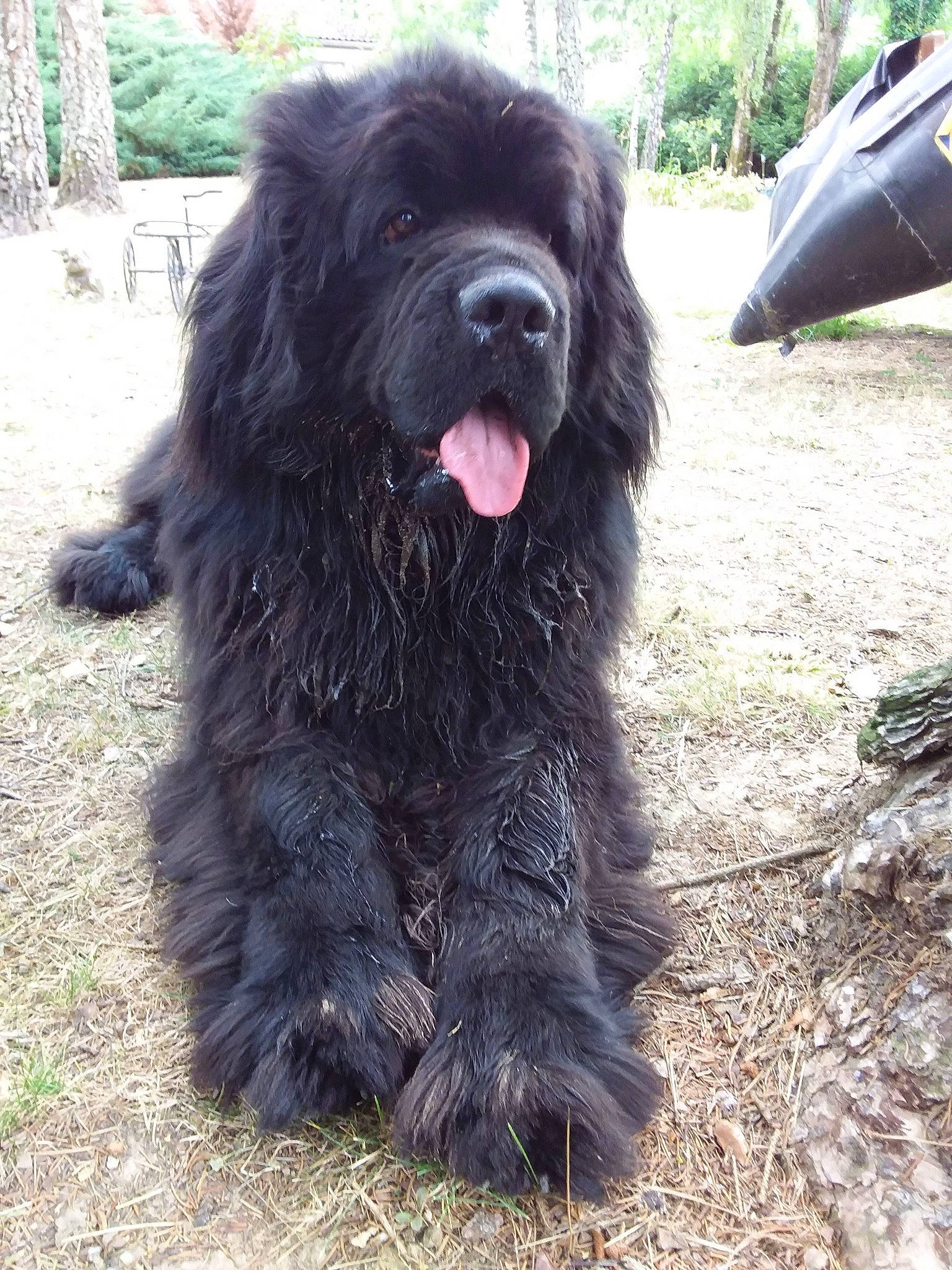 Lancelot participe au concours pour gagner de l'argent avec cette photo : carnivore, companion_dog, dog, dog_breed, fur, gaddi_kutta, giant_dog_breed, grass, liver, newfoundland, plant, sporting_group, tail, terrestrial_animal, terrier, toy_dog, tree, water_dog, working_animal, working_dog