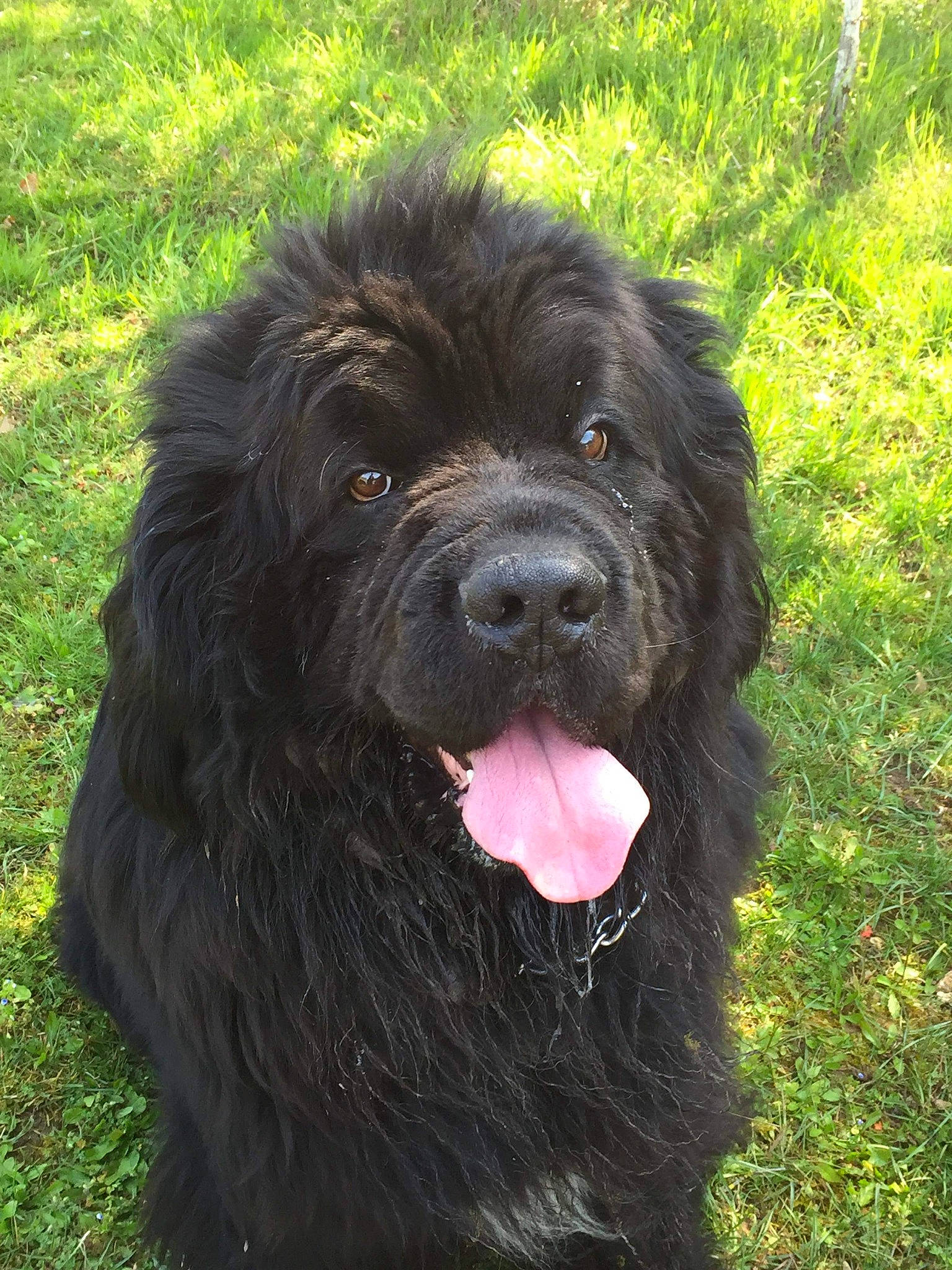 Manail participe au concours pour gagner de l'argent avec cette photo : canidae, carnivore, companion_dog, dog, dog_breed, fur, gaddi_kutta, giant_dog_breed, grass, herding_dog, liver, non_sporting_group, terrestrial_animal, terrier, water_dog, working_animal, working_dog