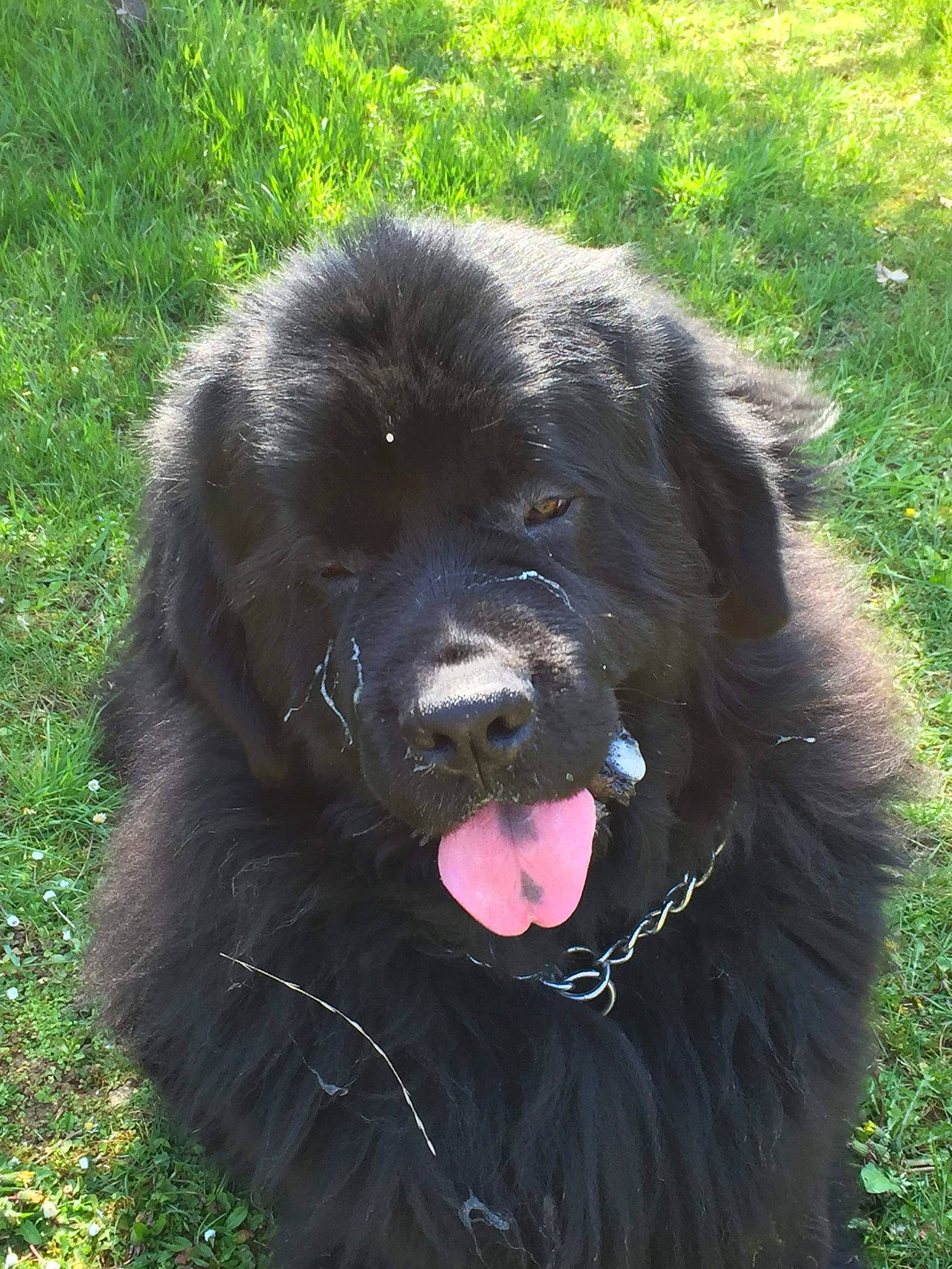 Manail a rejoint le concours — aidez-le/la à gagner de superbes lots ! ancient_dog_breeds, borador, canidae, carnivore, companion_dog, dog, dog_breed, fur, gaddi_kutta, grass, guard_dog, gun_dog, sporting_group, terrestrial_animal, tibetan_mastiff, working_animal, working_dog