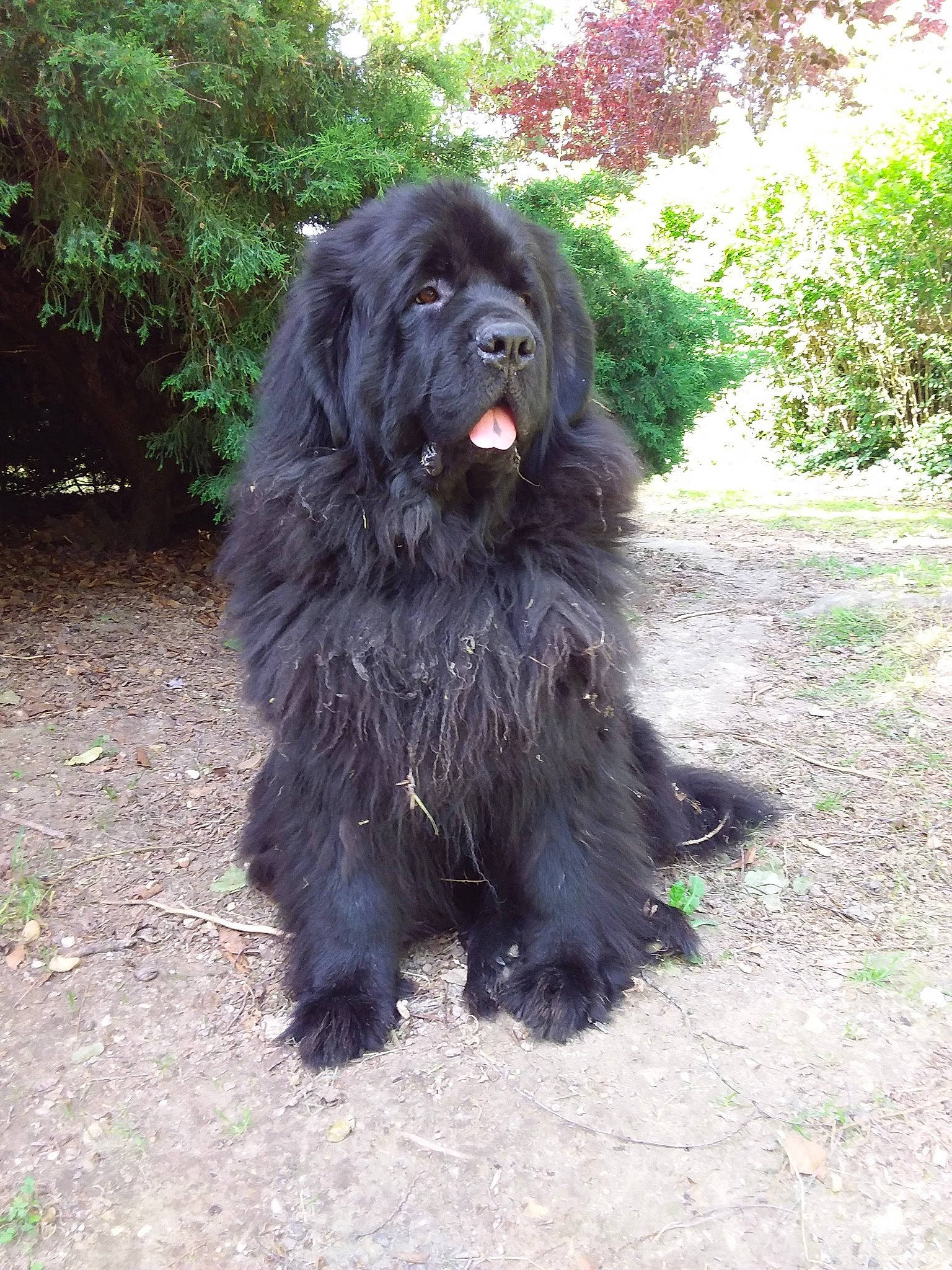 Manail a rejoint le concours — aidez-le/la à gagner de superbes lots ! automotive_tire, canidae, carnivore, companion_dog, dog, dog_breed, fur, gaddi_kutta, giant_dog_breed, grass, liver, plant, snout, sporting_group, tail, terrestrial_animal, tibetan_mastiff, tree, working_animal, working_dog