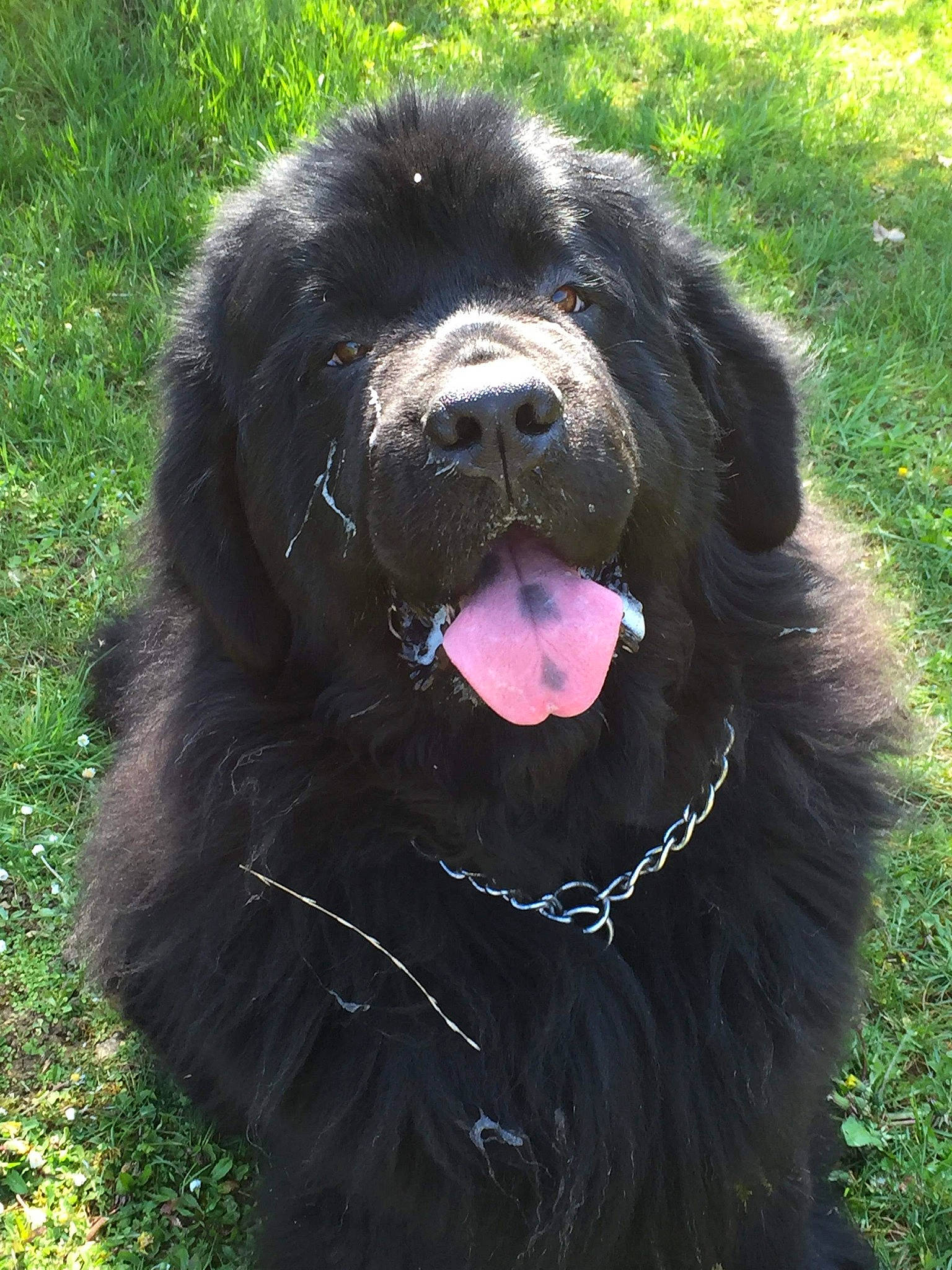 Manail a rejoint le concours — aidez-le/la à gagner de superbes lots ! borador, canidae, carnivore, companion_dog, dog, dog_breed, fur, gaddi_kutta, grass, mammal, snout, sporting_group, terrestrial_animal, tibetan_mastiff, vertebrate, working_animal, working_dog