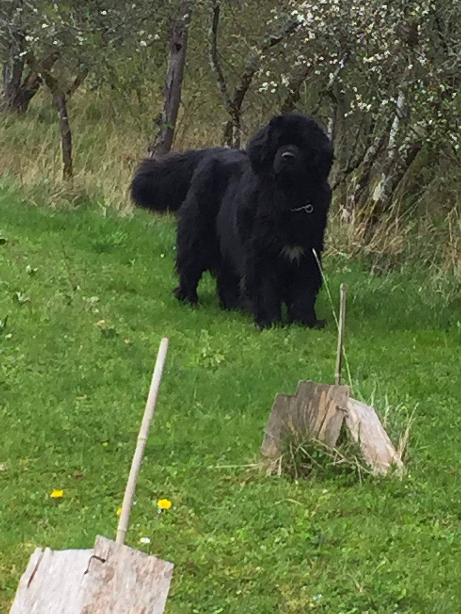 Lancelot participe au concours pour gagner de l'argent avec cette photo : canidae, carnivore, companion_dog, dog_breed, flightless_bird, forest, fur, grass, grassland, groundcover, plant, snout, soil, sporting_group, tail, terrestrial_animal, tree, trunk, wildlife, working_animal