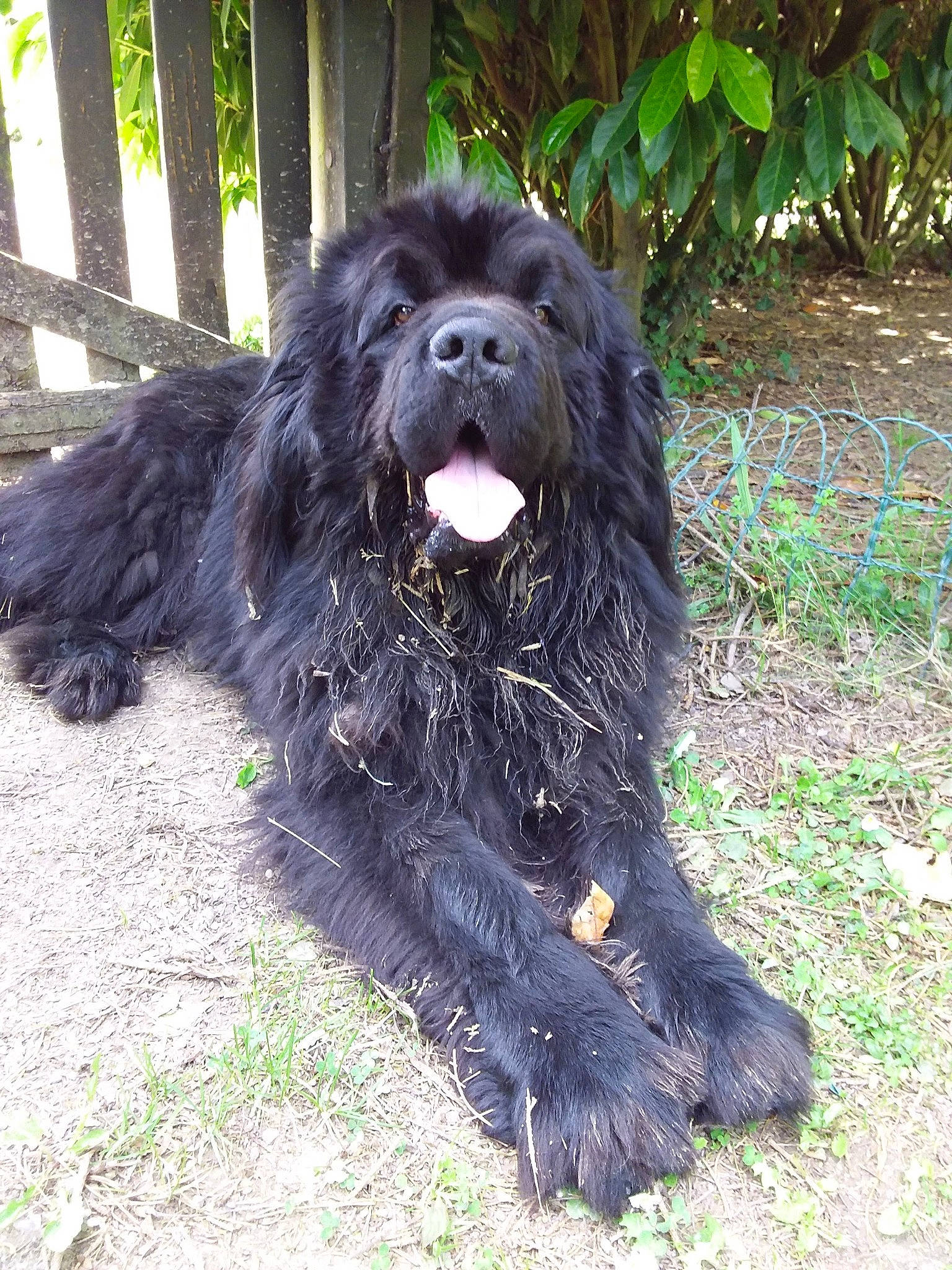 Lancelot participe au concours pour gagner de l'argent avec cette photo : automotive_tire, canidae, carnivore, companion_dog, dog, dog_breed, fence, fur, gaddi_kutta, grass, liver, snout, spaniel, sporting_group, tail, terrestrial_animal, toy_dog, water_dog, working_animal, working_dog