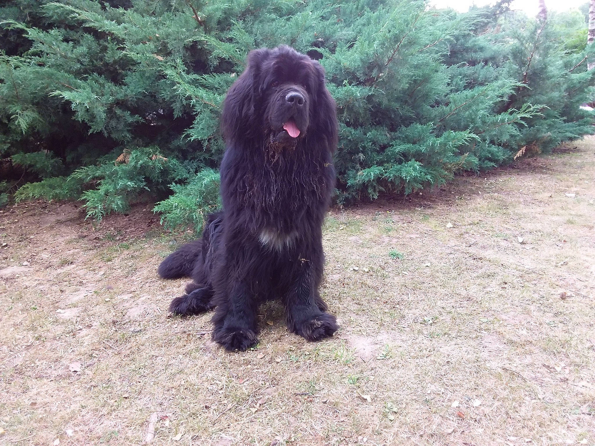 Lancelot a rejoint le concours — aidez-le/la à gagner de superbes lots ! bergamasco_shepherd, canidae, carnivore, companion_dog, dog, dog_breed, fur, gaddi_kutta, giant_dog_breed, grass, herding_dog, komondor, non_sporting_group, plant, puli, sporting_group, terrestrial_animal, water_dog, working_animal, working_dog
