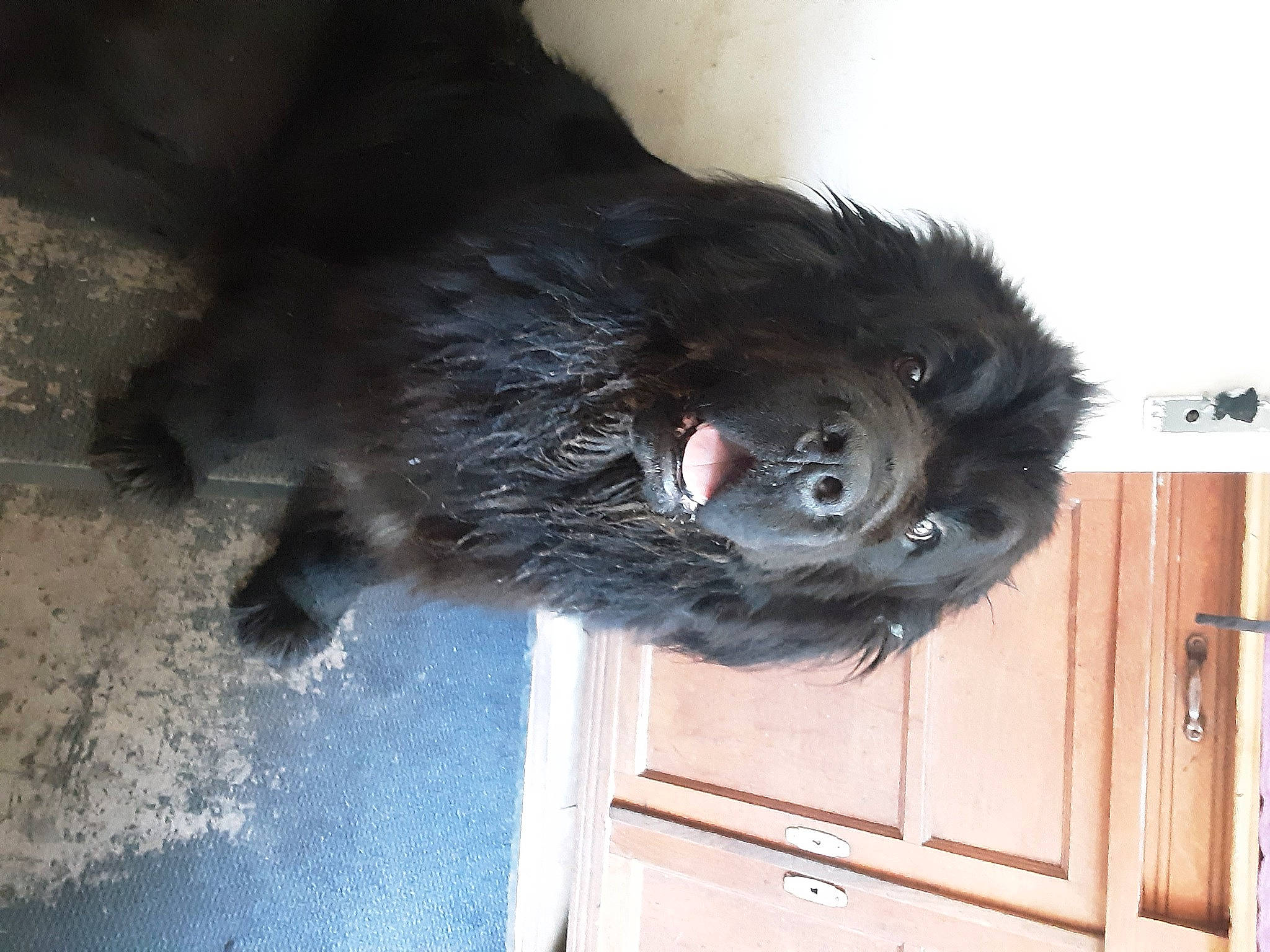 Lancelot participe au concours pour gagner de l'argent avec cette photo : black_cat, canidae, carnivore, claw, companion_dog, dog, dog_breed, door, felidae, fur, grey, liver, paw, small_to_medium_sized_cats, snout, sporting_group, tail, whiskers, wood, working_animal