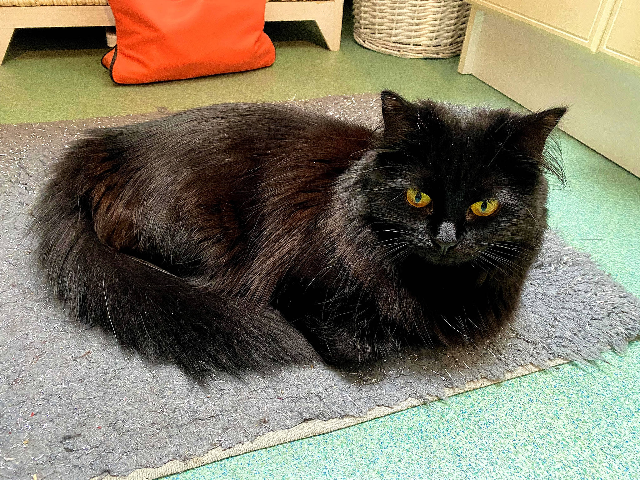 Orélya a rejoint le concours — aidez-le/la à gagner de superbes lots ! black_cat, bombay, box, carnivore, cat, claw, domestic_short_haired_cat, felidae, flooring, fur, grey, paw, road_surface, small_to_medium_sized_cats, snout, tail, terrestrial_animal, whiskers, window