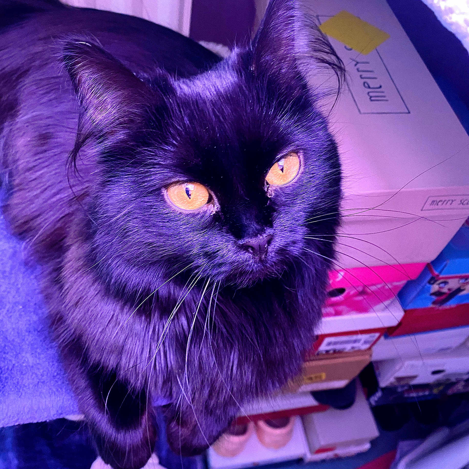 Orélya