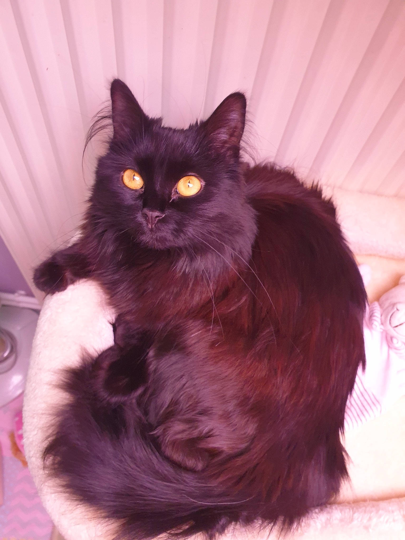 Orélya a rejoint le concours — aidez-le/la à gagner de superbes lots ! black_cat, bombay, british_longhair, carnivore, cat, claw, comfort, domestic_short_haired_cat, felidae, fur, grey, hair, magenta, plant, sitting, small_to_medium_sized_cats, snout, tail, whiskers, window