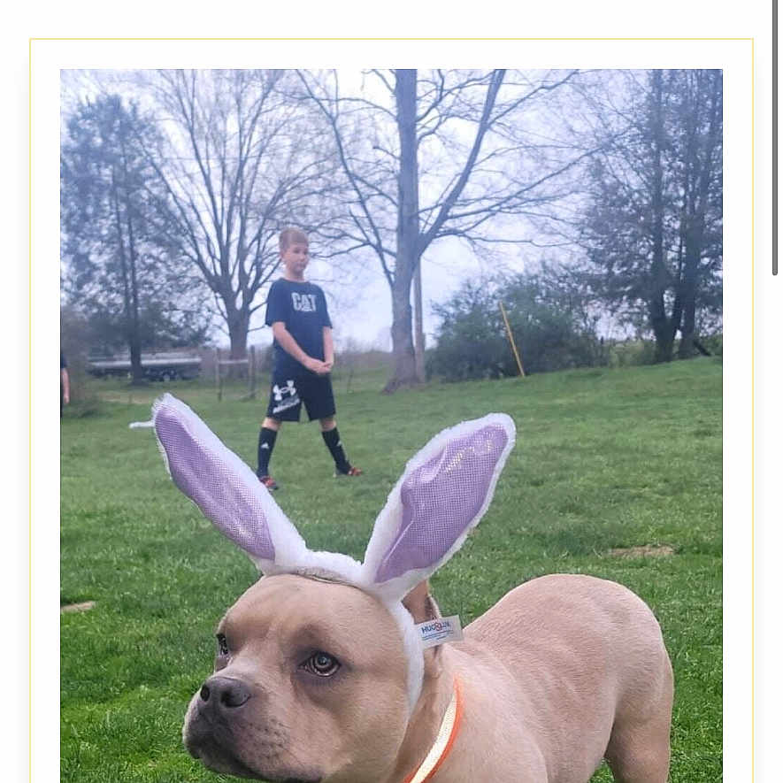 Diesel is registered to the contest to win money with this photo: animal, boy, bulldog, canine, clothing, dog, face, footwear, grass, head, lawn, male, nature, outdoors, park, person, pet, plant, shoe, teen