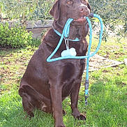 Under participe au concours pour gagner de l'argent avec cette photo : animal, canine, chocolate_lab, collar, daylight, dog, fur, garden, grass, greenery, labrador, leash, muzzle, nature, obedient, outdoor, pet, playful, sitting, sunlight