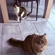 Nougatinemyrtille participe au concours pour gagner de l'argent avec cette photo : cat, indoor, floor, tile, chair, furniture, pet, animal, curious, fur, whiskers, domestic_cat, two_cats, looking, sitting, shadow, light, home, dining_room, legs
