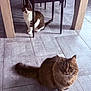 cat, indoor, floor, tile, chair, furniture, pet, animal, curious, fur, whiskers, domestic_cat, two_cats, looking, sitting, shadow, light, home, dining_room, legs