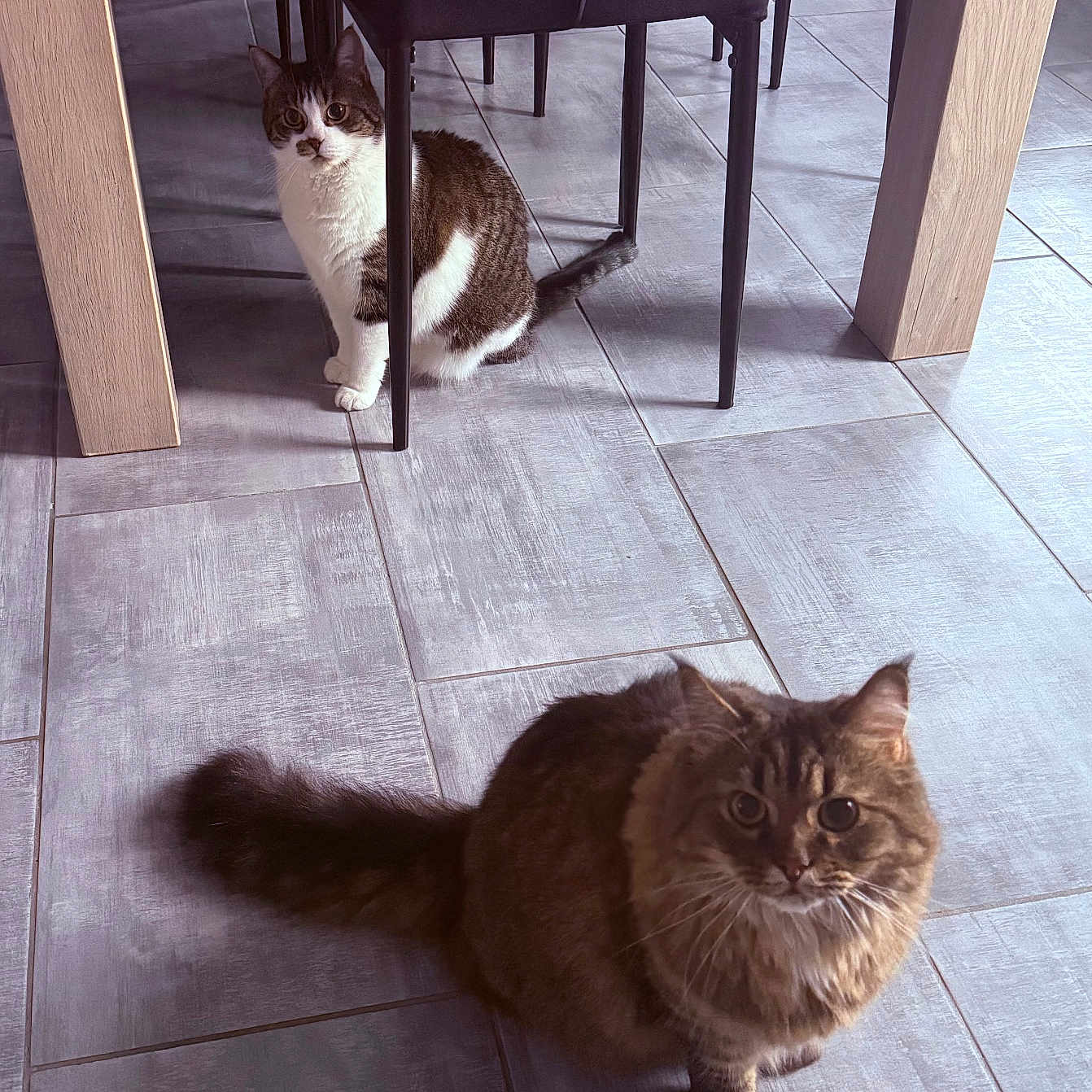 Nougatinemyrtille participe au concours pour gagner de l'argent avec cette photo : animal, cat, chair, curious, dining_room, domestic_cat, floor, fur, furniture, home, indoor, legs, light, looking, pet, shadow, sitting, tile, two_cats, whiskers