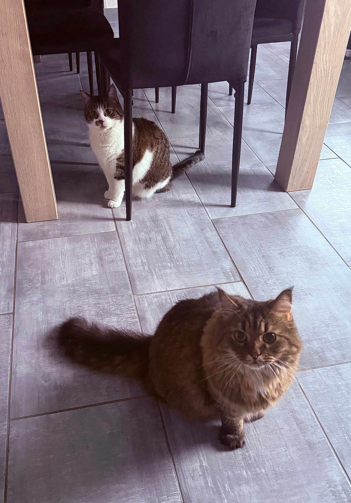 Nougatinemyrtille participe au concours pour gagner de l'argent avec cette photo : cat, indoor, floor, tile, chair, furniture, pet, animal, curious, fur, whiskers, domestic_cat, two_cats, looking, sitting, shadow, light, home, dining_room, legs
