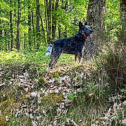 Pepper participe au concours pour gagner de l'argent avec cette photo : animal, canine, collar, daytime, dog, forest, grass, greenery, happy, leaves, moss, nature, outdoor, pet, standing, sunlight, tongue_out, trees, trunk, woodland
